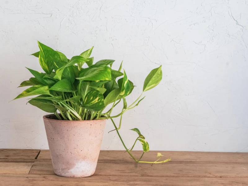 Available in Bangladesh,  pothos plant may cut indoor toxins