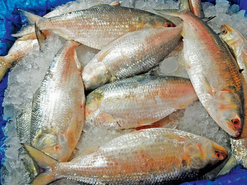 Hilsa Export to India Begins Today, 1,200 MT Approved for Durga Puja