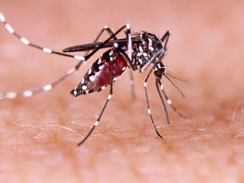 Dengue Deaths Soar to Record High in Bangladesh