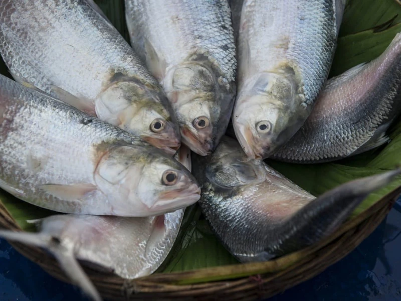 Hilsa Galore in Chandpur Brings Prices Down, Yet Out of Reach for Many
