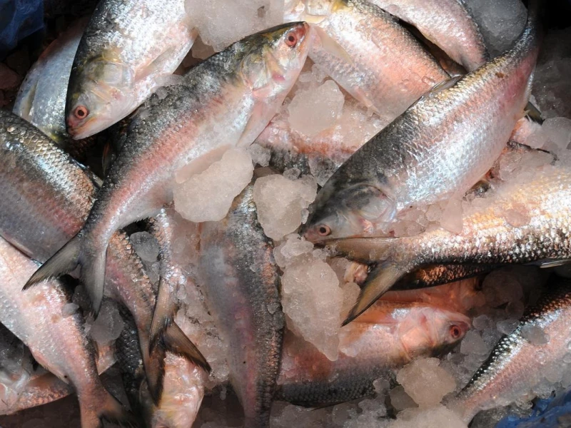 Hilsa Catching, Sale Banned for 22 Days from Oct 4