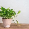Available in Bangladesh,  pothos plant may cut indoor toxins