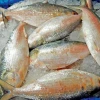 Hilsa Export to India Begins Today, 1,200 MT Approved for Durga Puja