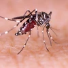 Dengue Deaths Soar to Record High in Bangladesh