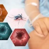 Highest Dengue Fatality Among 20–30-Year-Olds in Bangladesh: Health Director