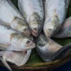 Hilsa Galore in Chandpur Brings Prices Down, Yet Out of Reach for Many