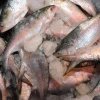 Hilsa Catching, Sale Banned for 22 Days from Oct 4
