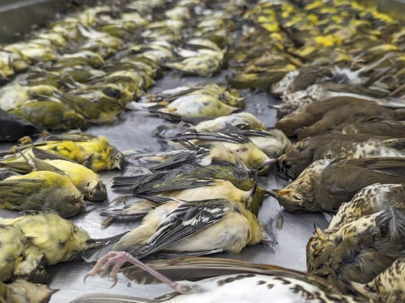 Hundreds of Birds Perish in Gazipur Tragic Fire