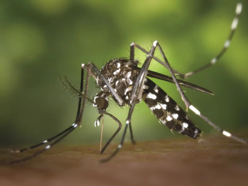 Dengue Toll Rises in Bangladesh as Cases Surge Nationwide