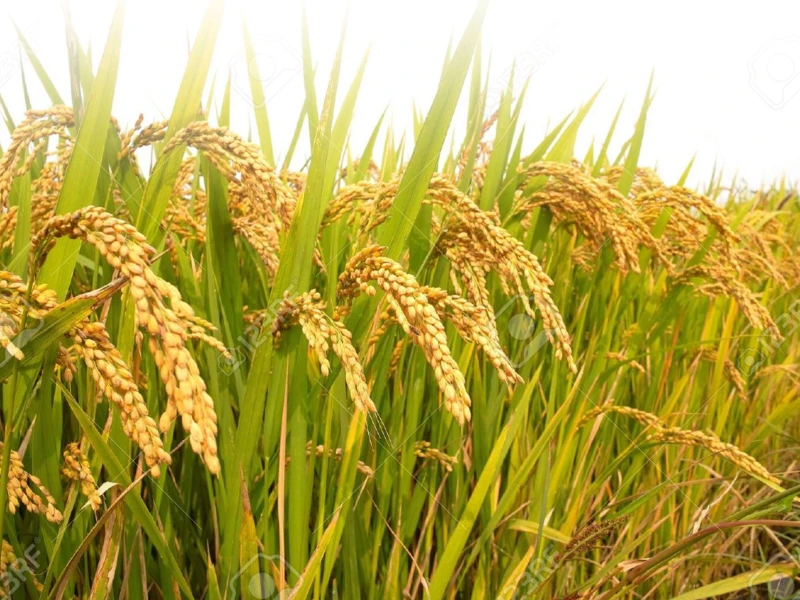 Govt to import 50,000 tonnes of rice from India