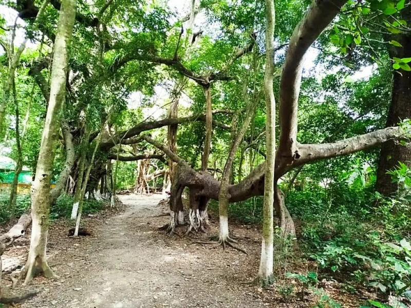 যশোরের মেহেরপুরে বিস্ময়কর বটগাছ পর্যটকের মন জয় করছে