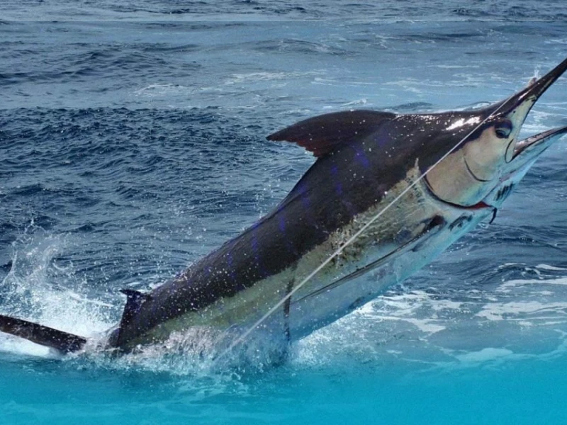 MIDA eyes deep-sea fishing as fourth pillar of Maheshkhali’s development plan