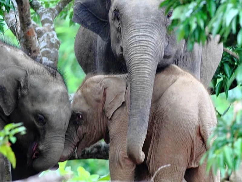 রাঙামাটিতে বিরল গোলাপি হাতিশাবকের মৃতদেহ উদ্ধার