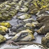 Hundreds of Birds Perish in Gazipur Tragic Fire