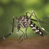 Dengue Toll Rises in Bangladesh as Cases Surge Nationwide