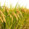 Govt to import 50,000 tonnes of rice from India