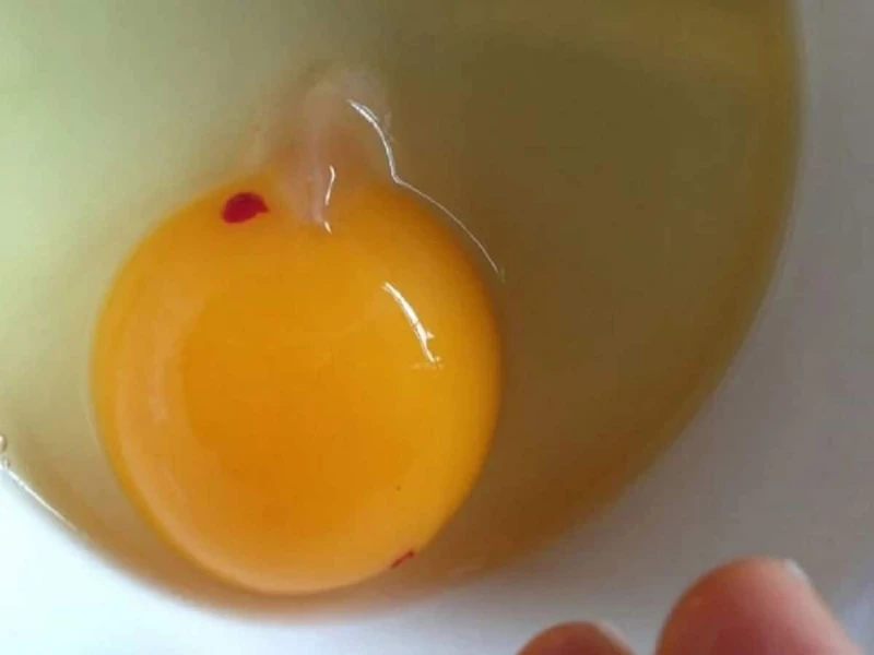 ডিমের কুসুমে রক্তের দাগ দেখলে আতঙ্কিত হবেন না