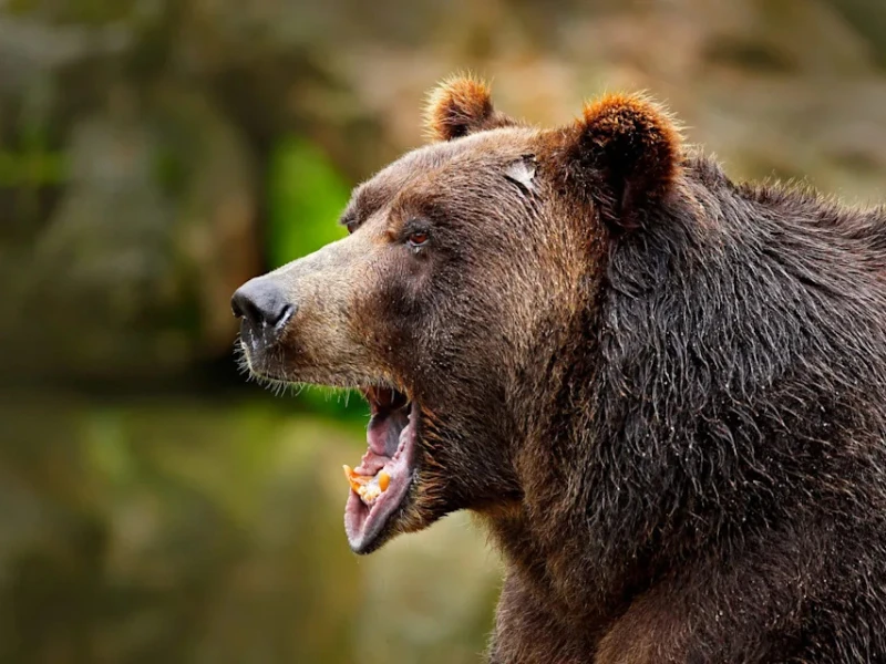 Japan to Recruit Hunters as Bear Attacks Hit Record High