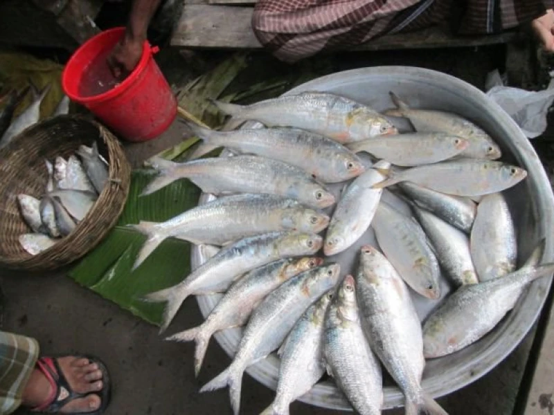 8-Month Ban on Jatka Fishing Begins Today