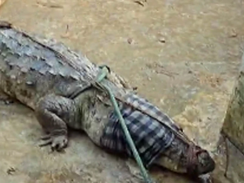 মানিকগঞ্জে স্থানীয়দের ফাঁদে ধরা পড়ল ১২ ফুট কুমির