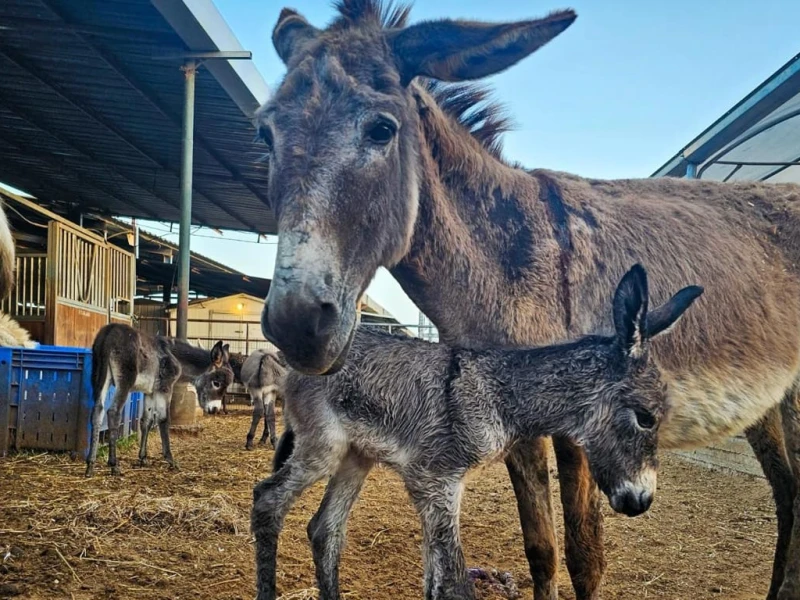 Outrage as Germany Takes Donkeys, Not People