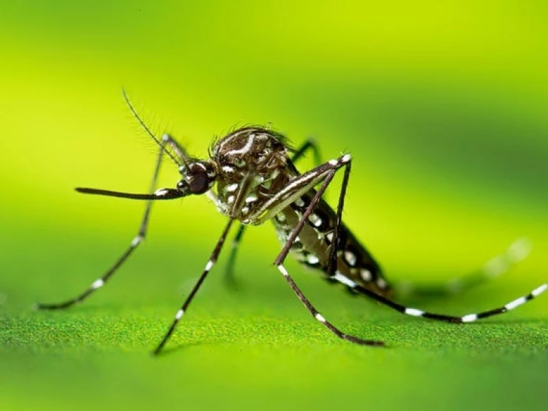 Dengue Situation Worsens in Bangladesh; 5 Dead in 24 Hours