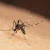 October Turns Deadly as Dengue Kills 80, Hospitalizes 22000