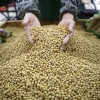 Bangladesh Firms Sign $1.25 Billion Landmark Deal to Boost U.S. Soy Imports