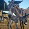 Outrage as Germany Takes Donkeys, Not People