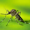Dengue Situation Worsens in Bangladesh; 5 Dead in 24 Hours