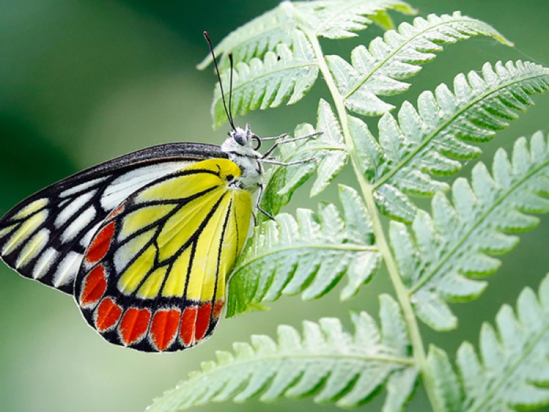 Noticed More Butterflies in Dhaka Lately? Here’s Why They Matter?