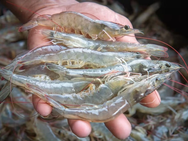 Shrimp fry imports for Vannamei farming suspended in Bangladesh over disease, environmental risks