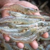 Shrimp fry imports for Vannamei farming suspended in Bangladesh over disease, environmental risks