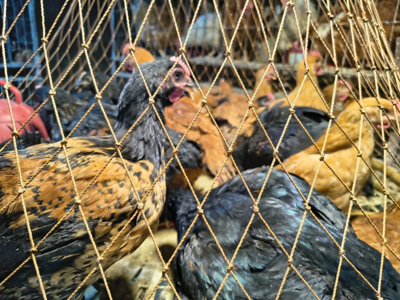 Chicken prices jump up to 20% ahead of Eid