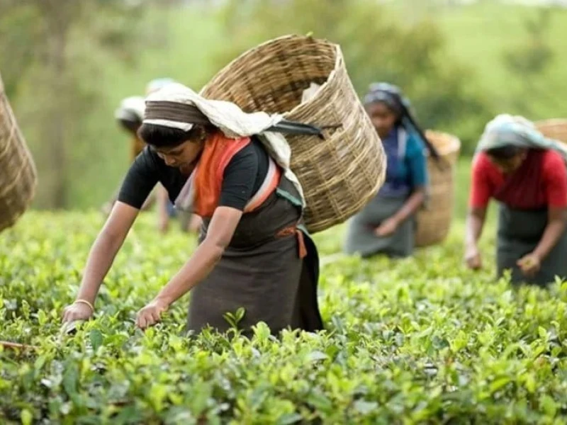 Bangladesh seeks UK investment to modernise Sylhet tea industry, boost output