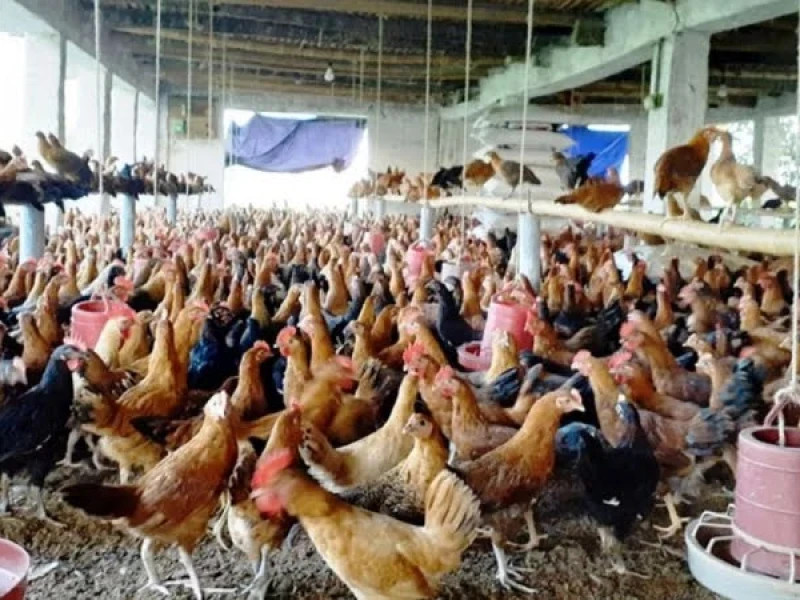 Chicken, hilsa prices rise in Dhaka’s kitchen markets ahead of Pohela Boishakh