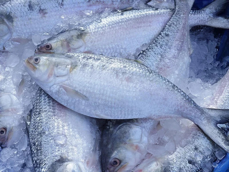 Boost scientific research to increase hilsa production, says Fisheries and Livestock Minister