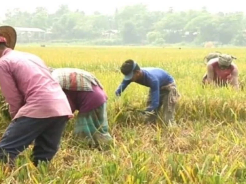 BWDB asks farmers in Sunamganj to harvest paddy early amid flood fears