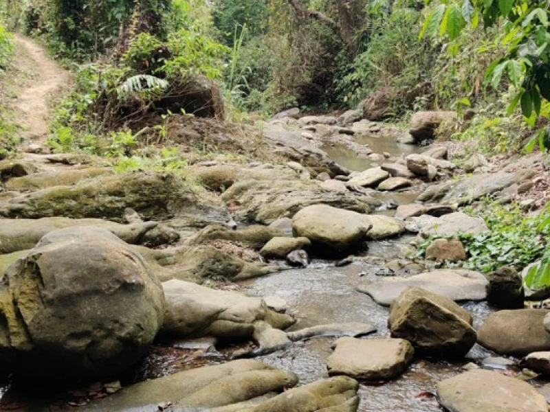 পাড়াবন উজাড়ে ত্রিপলঢাকা ট্রাক: আলীকদমে গোপনে কাঠ পাচার
