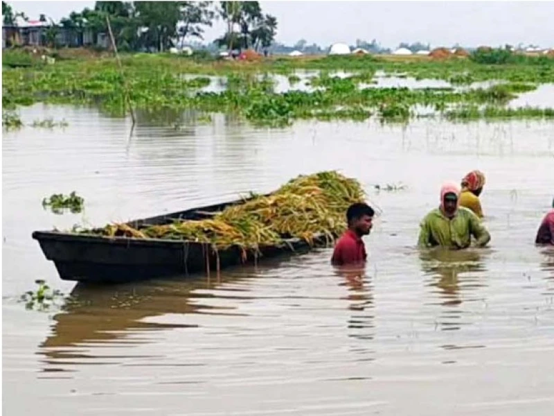টানা বৃষ্টিতে হবিগঞ্জে ৫ হাজার হেক্টর বোরো ধান তলিয়ে, দিশেহারা কৃষক