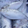 Boost scientific research to increase hilsa production, says Fisheries and Livestock Minister