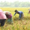 BWDB asks farmers in Sunamganj to harvest paddy early amid flood fears