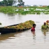 টানা বৃষ্টিতে হবিগঞ্জে ৫ হাজার হেক্টর বোরো ধান তলিয়ে, দিশেহারা কৃষক