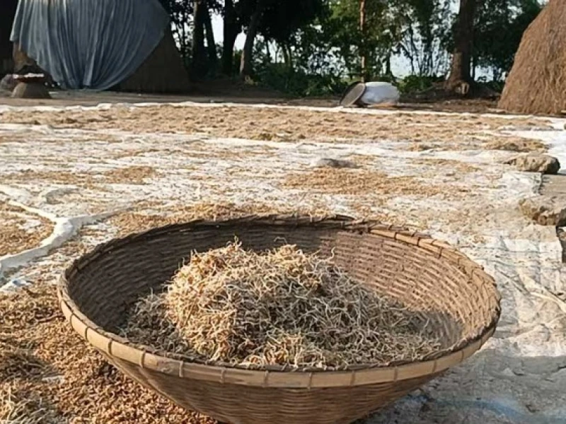 বাঁধেই আটকা পানি, হাওরে জলাবদ্ধতায় তলিয়ে বোরো; দায় অপরিকল্পিত উন্নয়নের