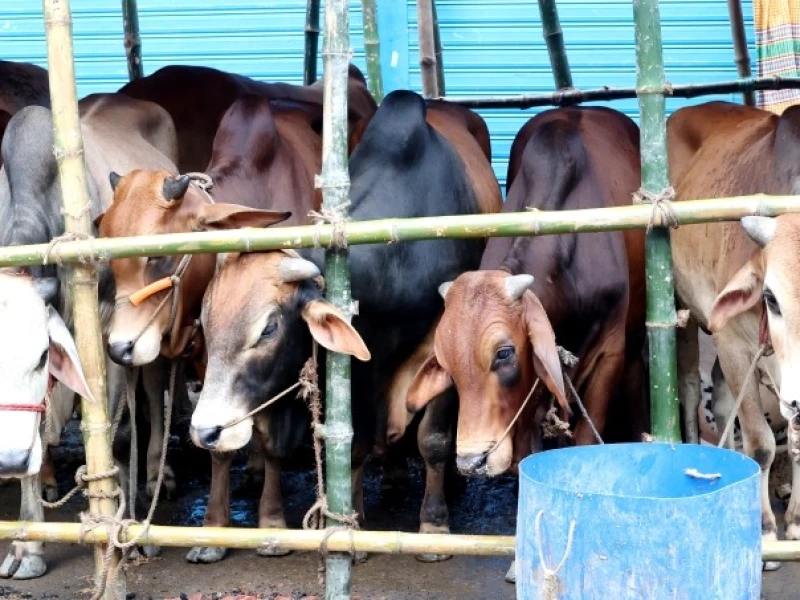 Ministry dismisses viral cattle import permit as fake, warns of legal action