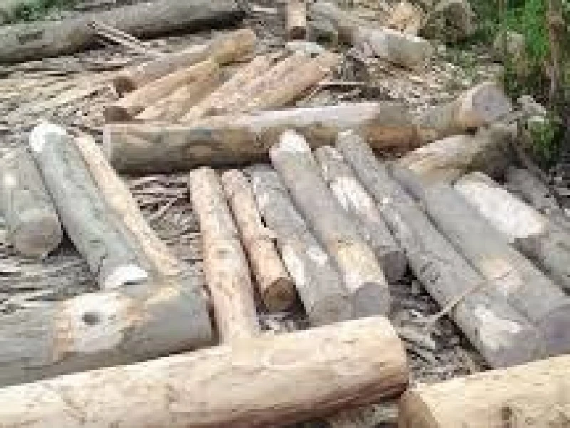 আলীকদমে অভিযানের পরও পাড়াবনের গাছ পাচারের অভিযোগ