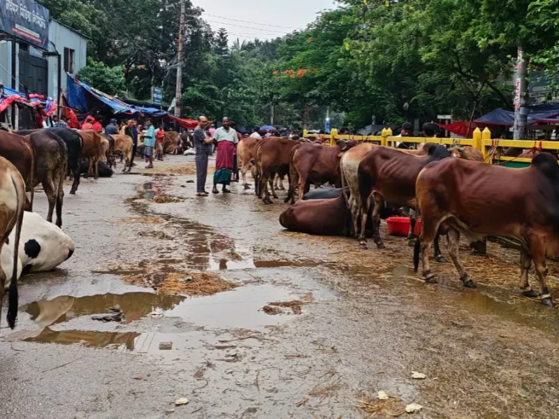 Cattle prices crash over 50% in Dhaka markets on last day