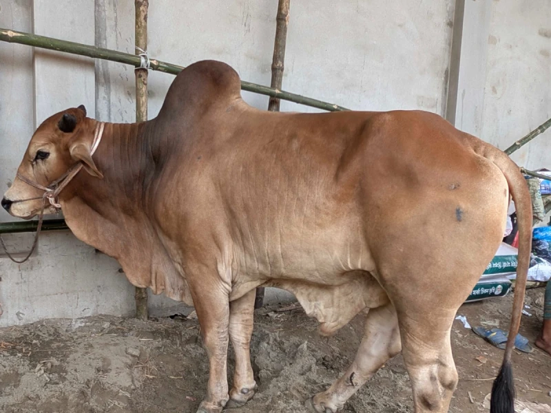 ঈদের পরদিনও রাজধানীতে চলছে পশু কোরবানি
