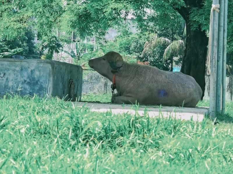 Albino buffalo ‘Donald Trump’ draws huge crowds at Dhaka zoo