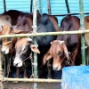 Ministry dismisses viral cattle import permit as fake, warns of legal action